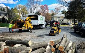 Best Tree Disease Treatment  in Miamitown, OH